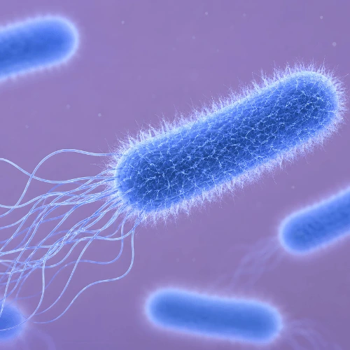 Pseudomonas aeruginosa