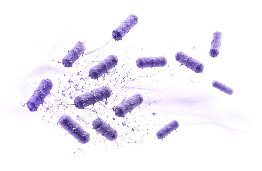 Hermione bacteria biofilm